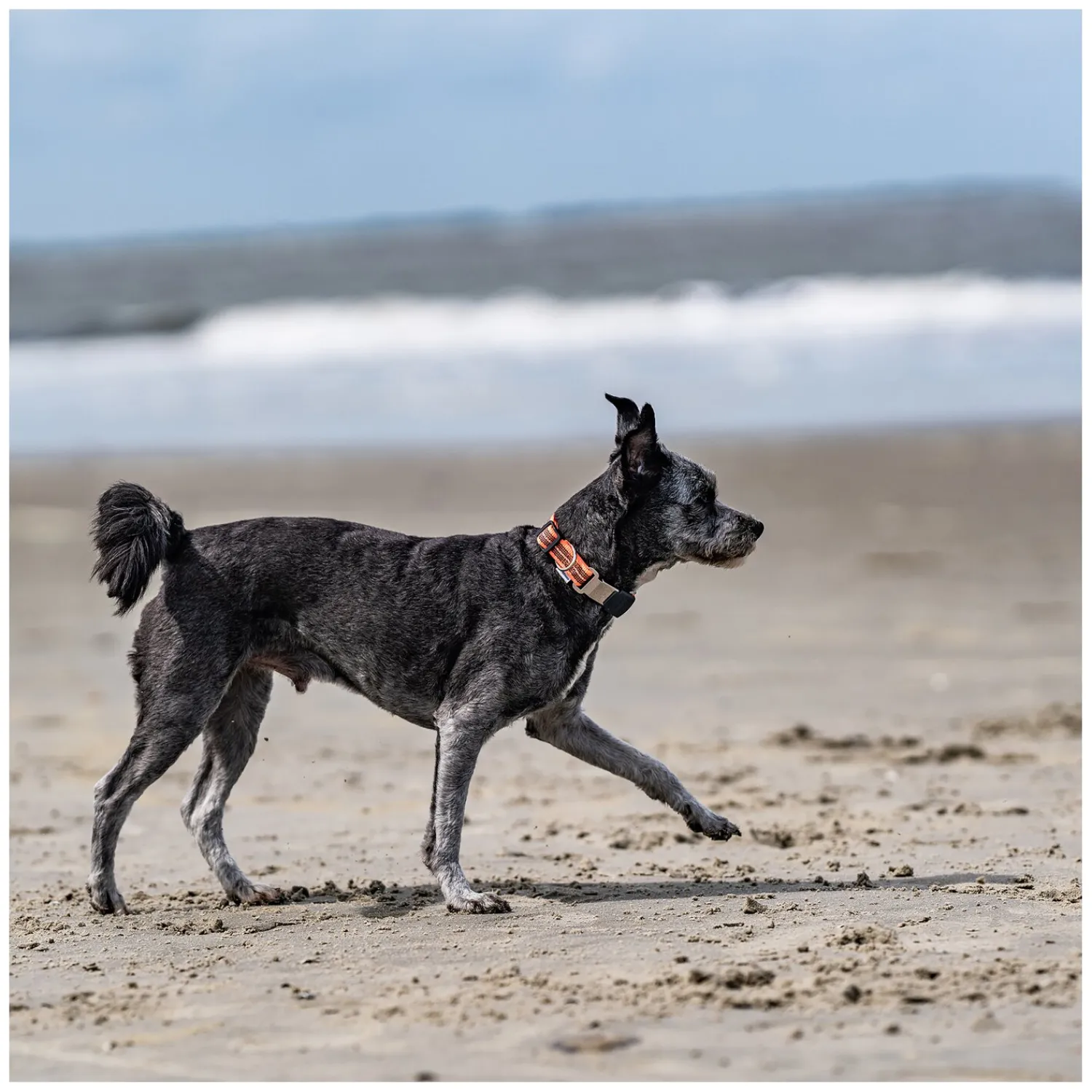 SPRENGER Hundehalsbänder<Verstellbares Hundehalsband mit ClicLock-Verschluss