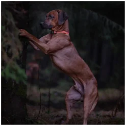 SPRENGER Hundehalsbänder<Verstellbares Hundehalsband mit ClicLock-Verschluss