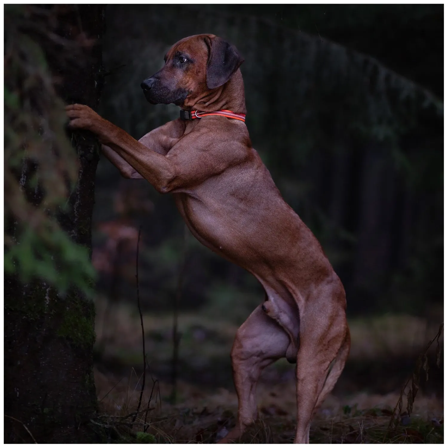 SPRENGER Hundehalsbänder<Verstellbares Hundehalsband mit ClicLock-Verschluss
