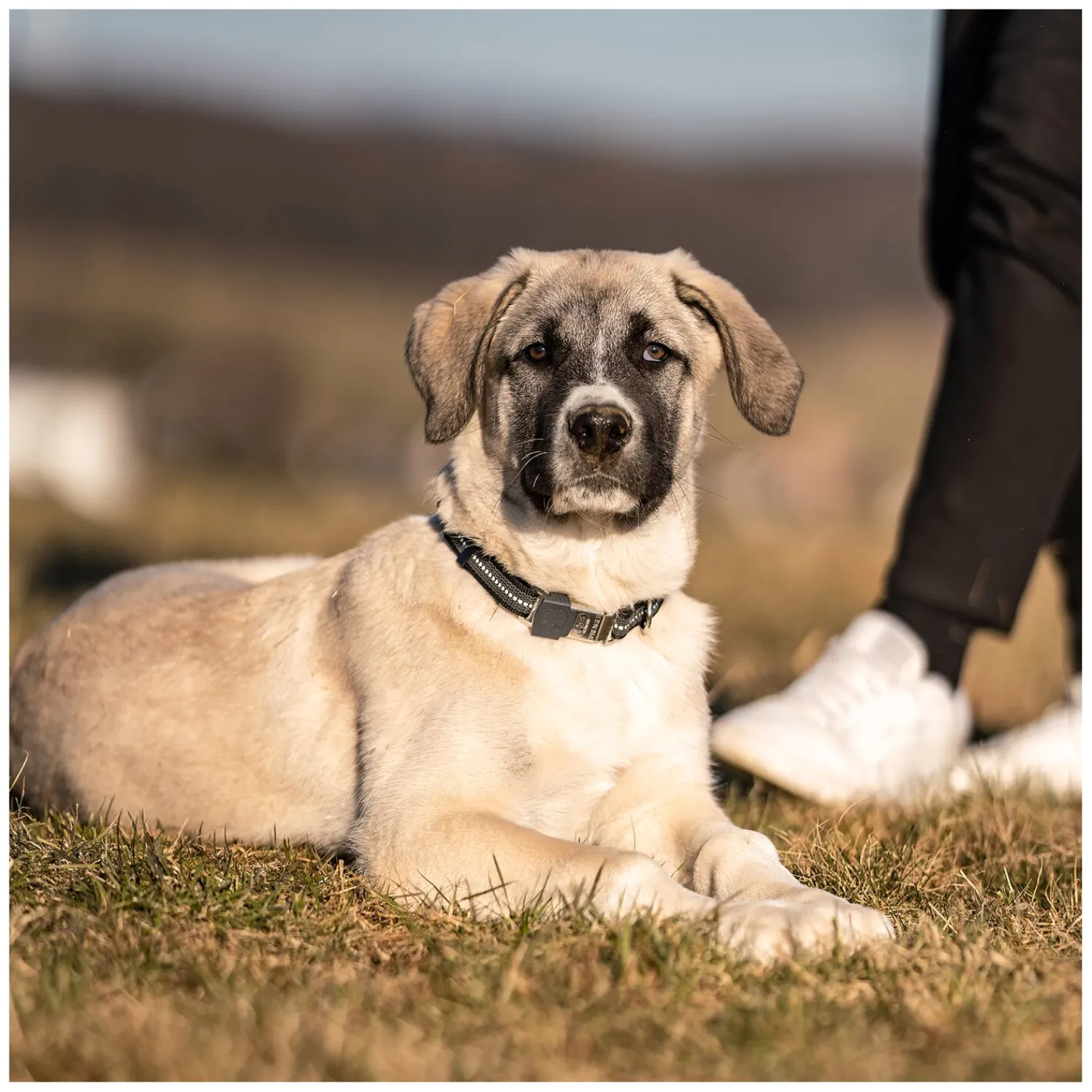 SPRENGER Hundehalsbänder<Verstellbares Hundehalsband mit ClicLock-Verschluss