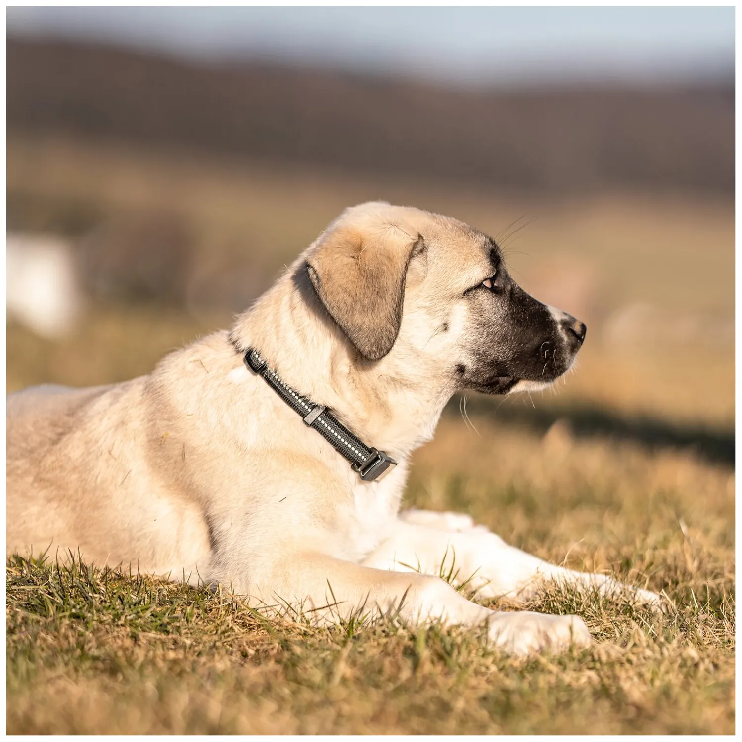SPRENGER Hundehalsbänder<Verstellbares Hundehalsband mit ClicLock-Verschluss