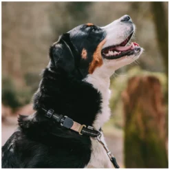 SPRENGER Hundehalsbänder<Verstellbares Hundehalsband mit ClicLock-Verschluss