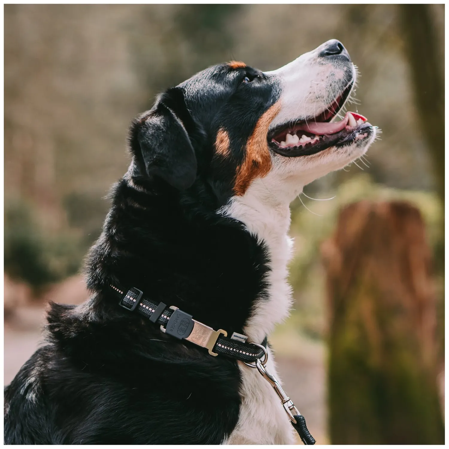 SPRENGER Hundehalsbänder<Verstellbares Hundehalsband mit ClicLock-Verschluss