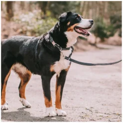 SPRENGER Hundehalsbänder<Verstellbares Hundehalsband mit ClicLock-Verschluss