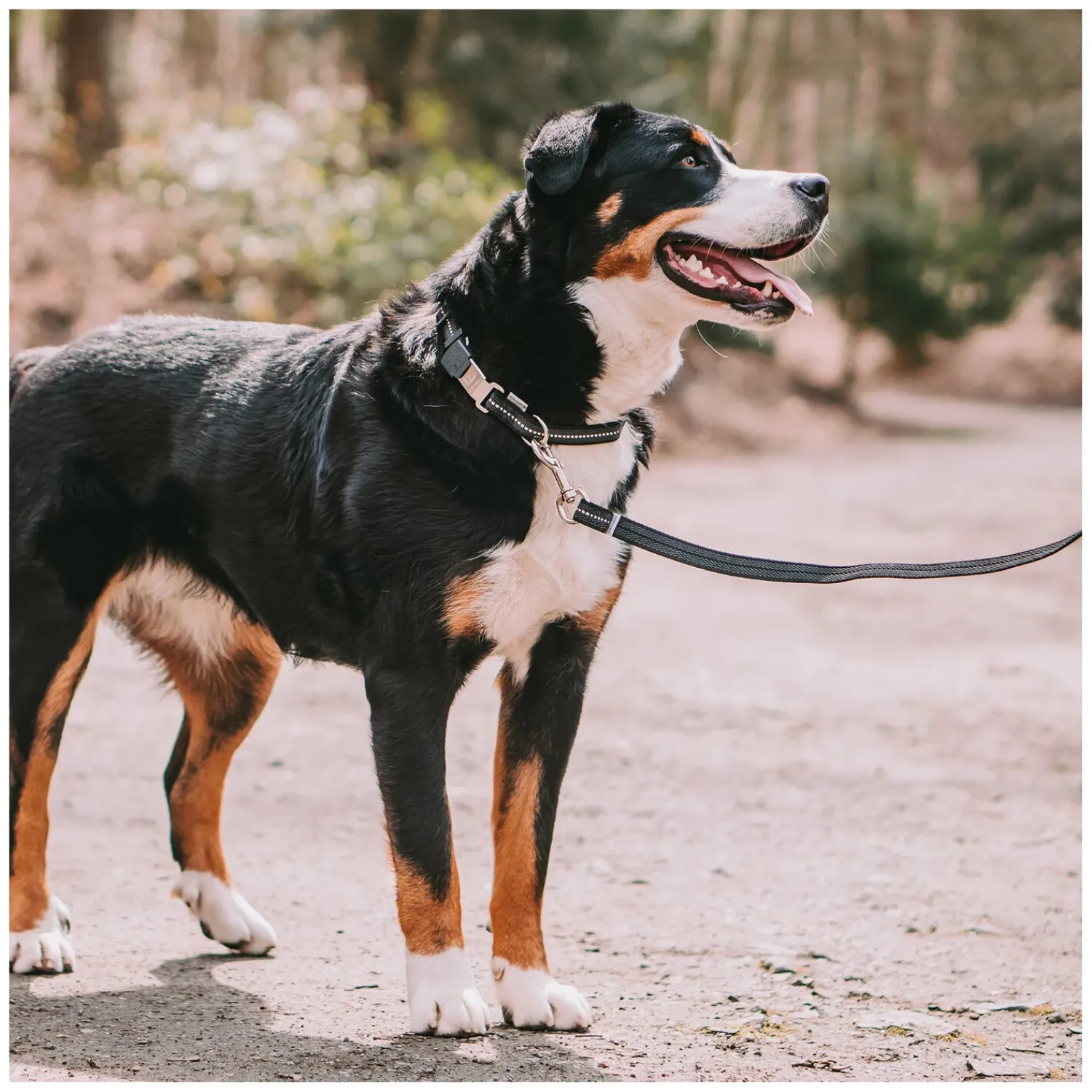 SPRENGER Hundehalsbänder<Verstellbares Hundehalsband mit ClicLock-Verschluss