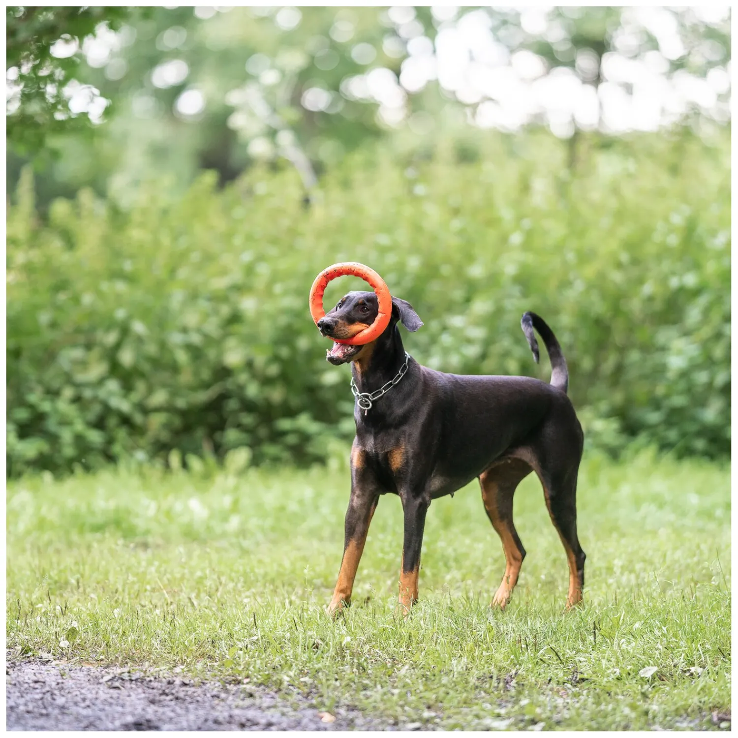 SPRENGER Hundespielzeug<Wurfring