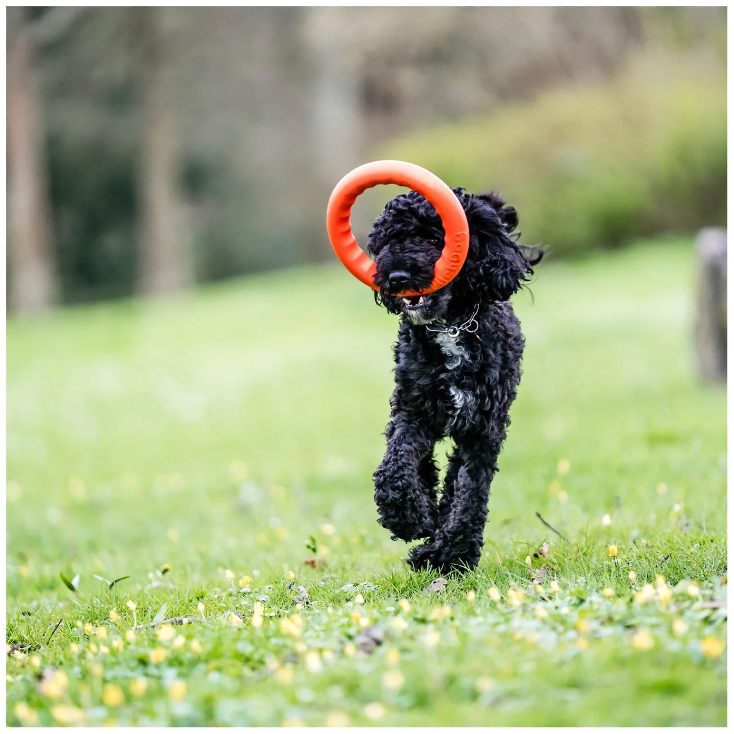 SPRENGER Hundespielzeug<Wurfring