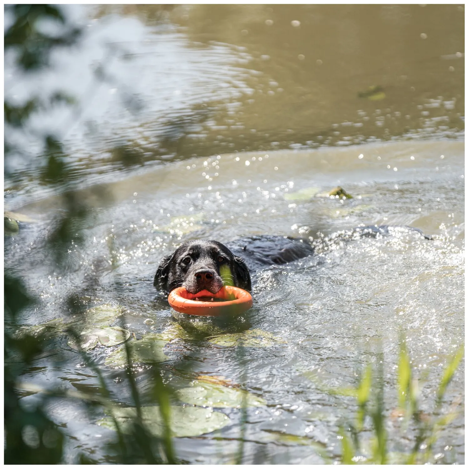 SPRENGER Hundespielzeug<Wurfring