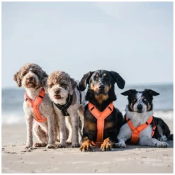 SPRENGER Hundegeschirre<Y-Hundegechirr 2.0, refektierend