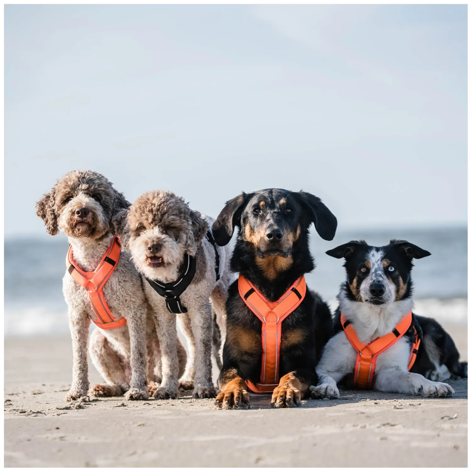 SPRENGER Hundegeschirre<Y-Hundegechirr 2.0, refektierend