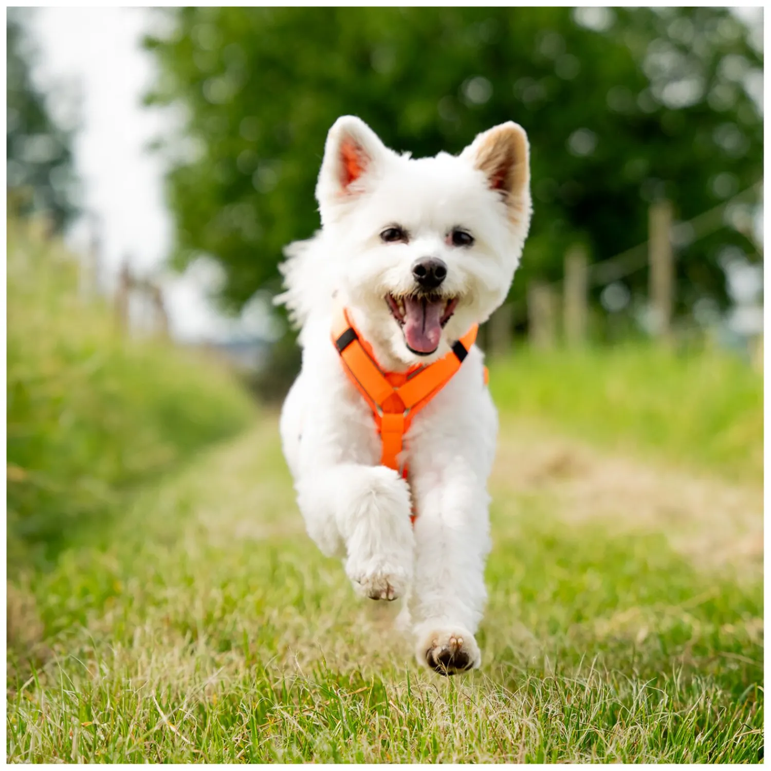 SPRENGER Hundegeschirre<Y-Hundegechirr 2.0, refektierend