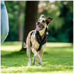 SPRENGER Hundegeschirre<Y-Hundegechirr 2.0, refektierend