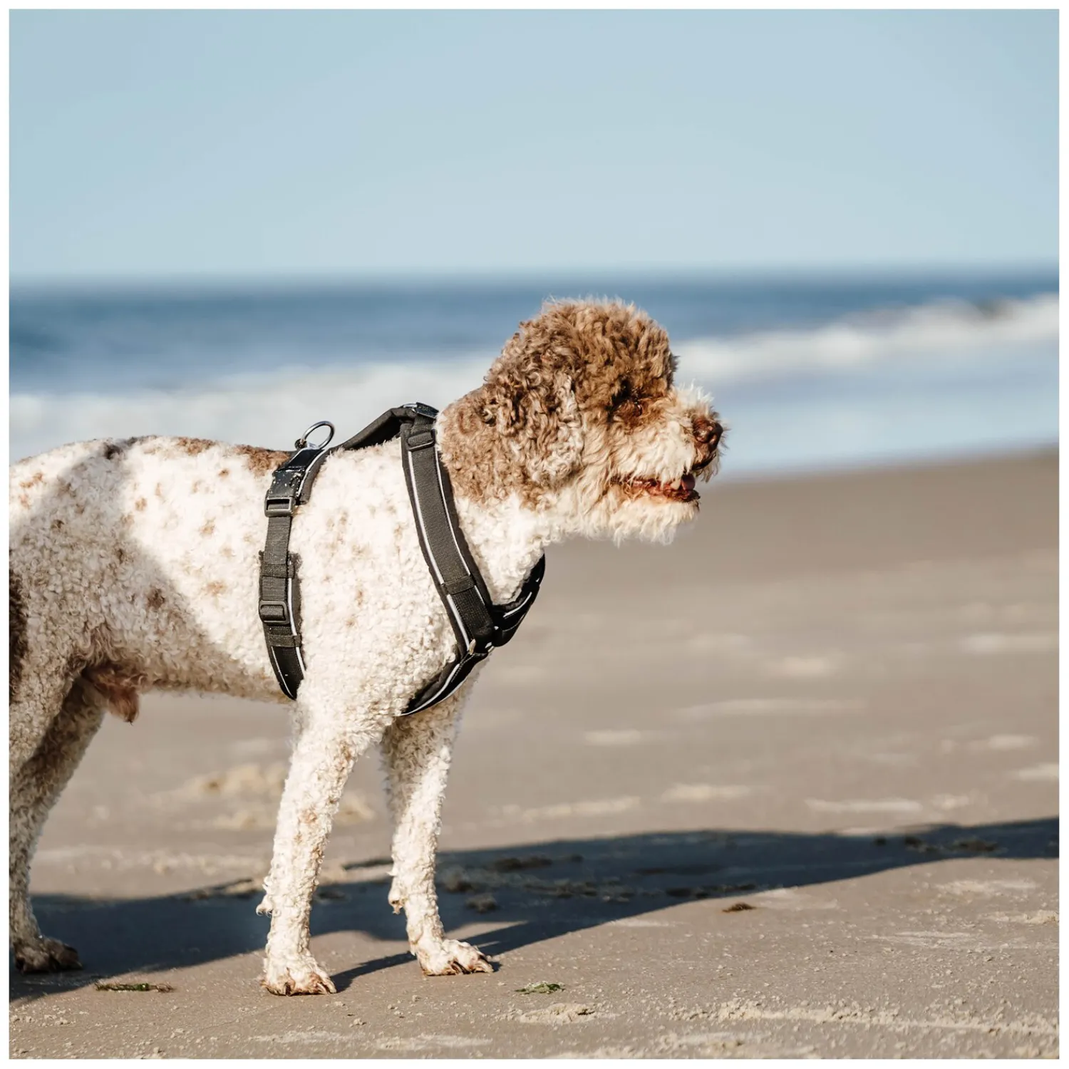 SPRENGER Hundegeschirre<Y-Hundegechirr 2.0, refektierend