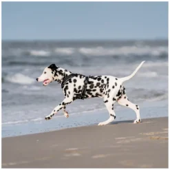 SPRENGER Hundegeschirre<Y-Hundegechirr 2.0, refektierend