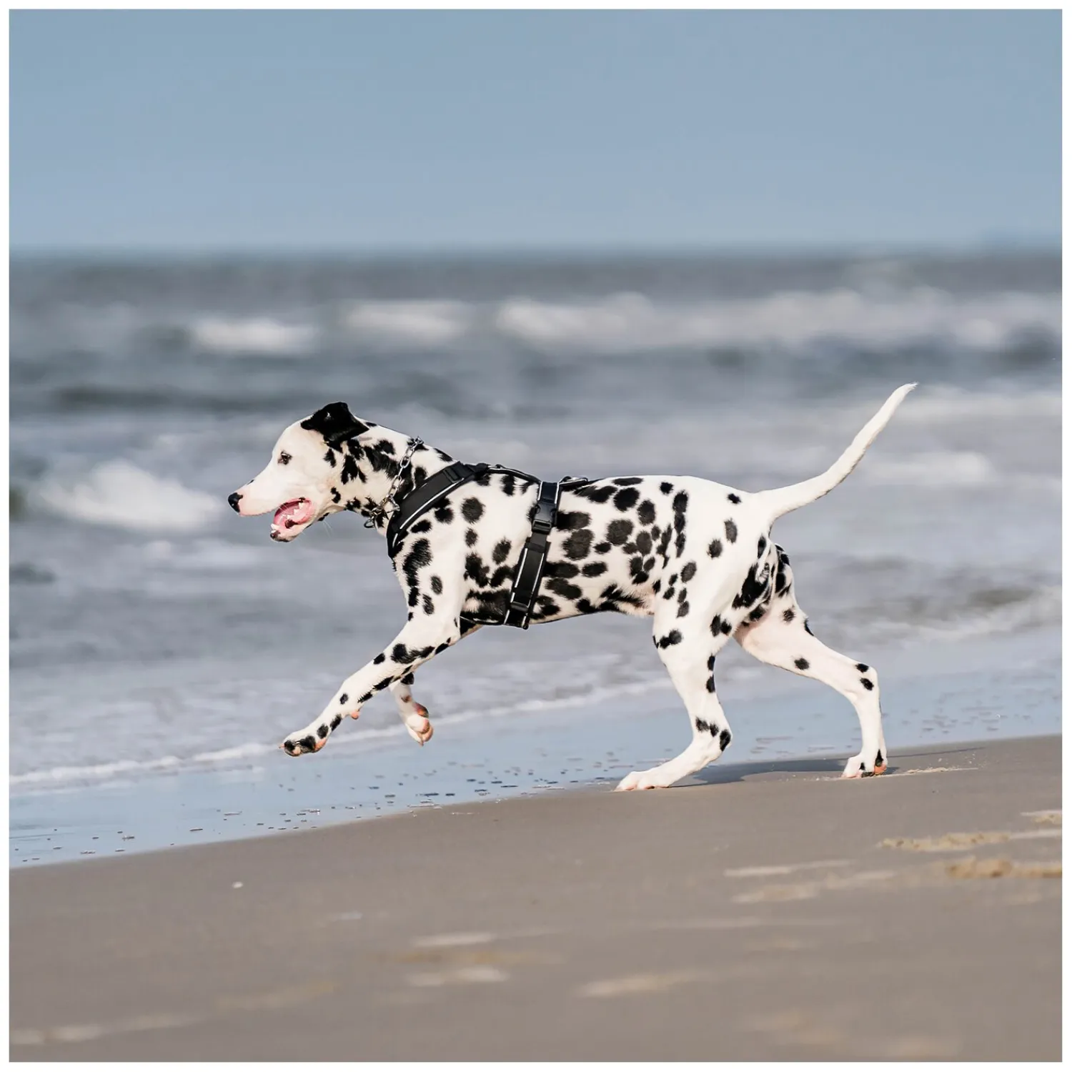 SPRENGER Hundegeschirre<Y-Hundegechirr 2.0, refektierend