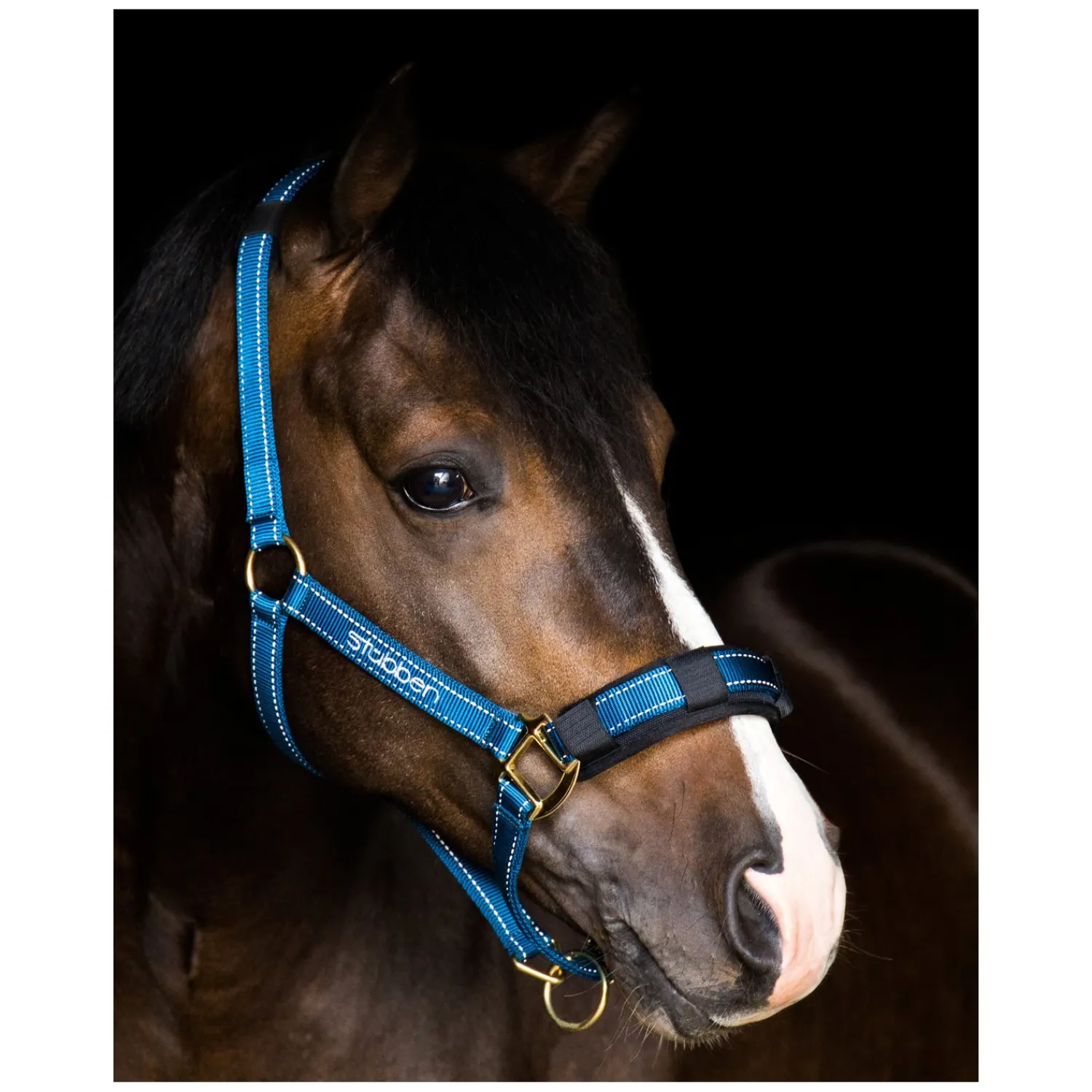 Stübben Halfter<Stallhalfter