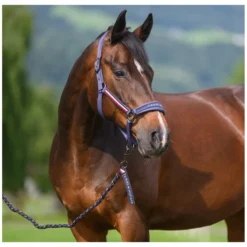 TOMMY HILFIGER EQUESTRIAN Halfter|Führstricke<Halfter mit Führstrick Lexington